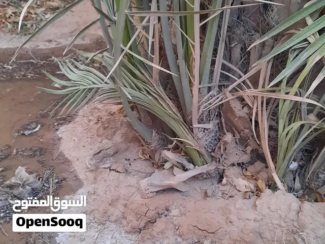 فسائل نخيل