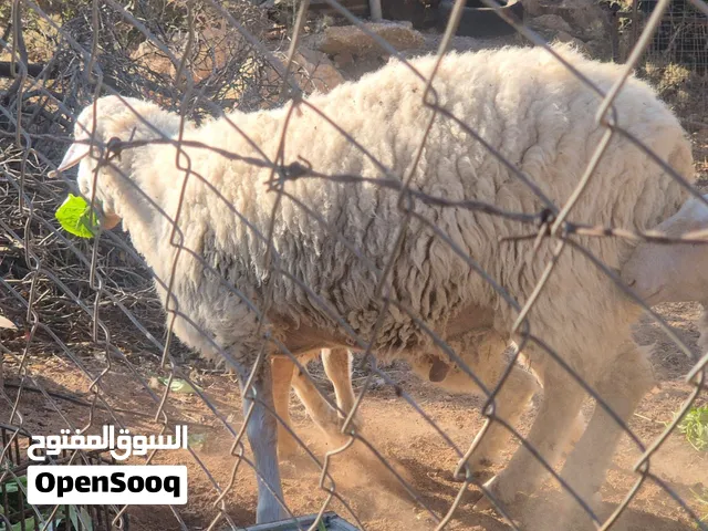 غنم عساف الصلي