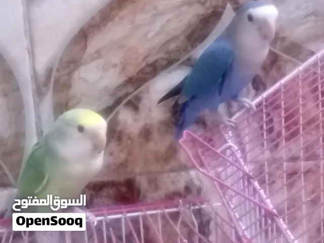 غندورا نثيه وذكر