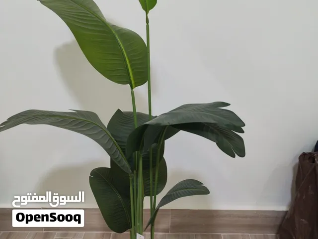 شجرة موز وأريكا جديدة للبيع