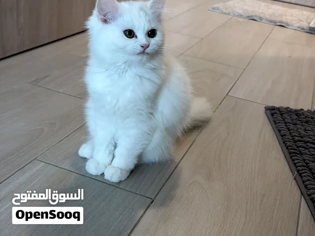 persian pure breed kittens