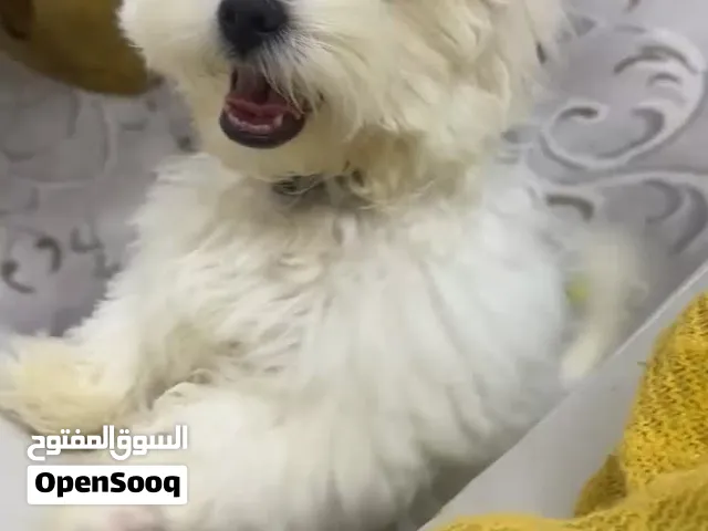 كلب مالتييز