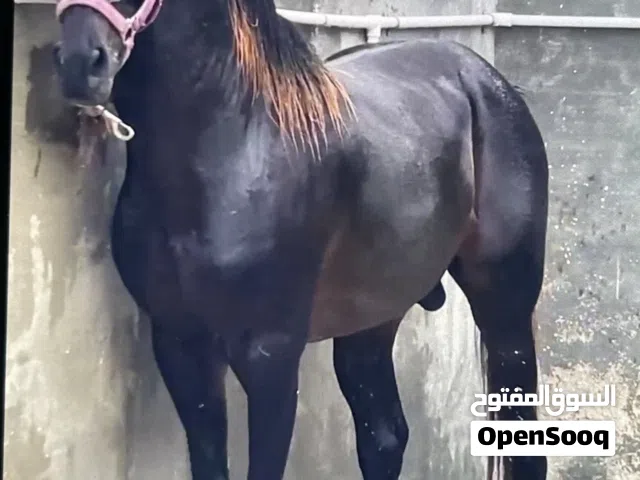 فحل عربي معى جواز للبيع او البدل اي شي غير الخيل