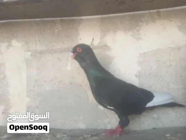 جوز مساويد وطيره رحانيه