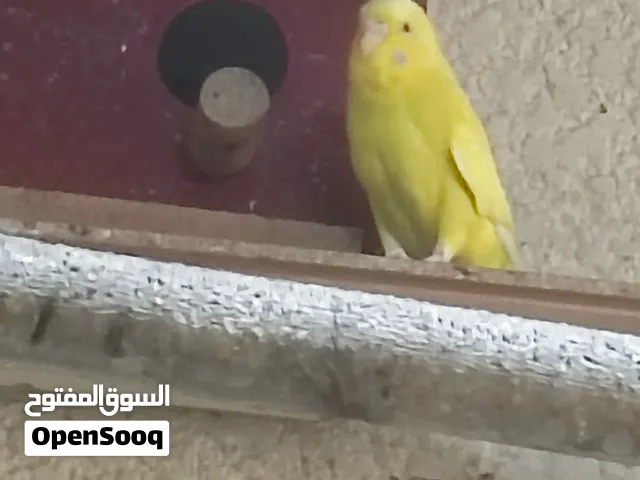 طيور حب للبيع