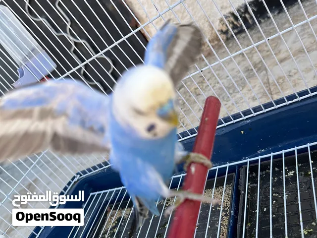 ذكر بقلينو اقرء الوصف 50