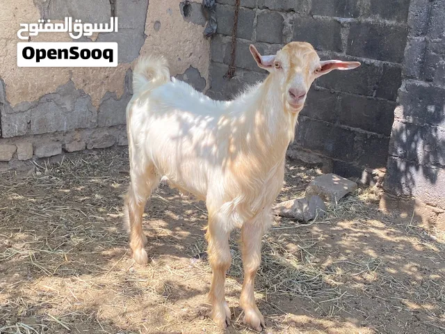 للبيع تيس فحل من حلال الجواميد