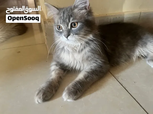 Beautiful Male Persian x British Shorthair Mix Cat for Sale