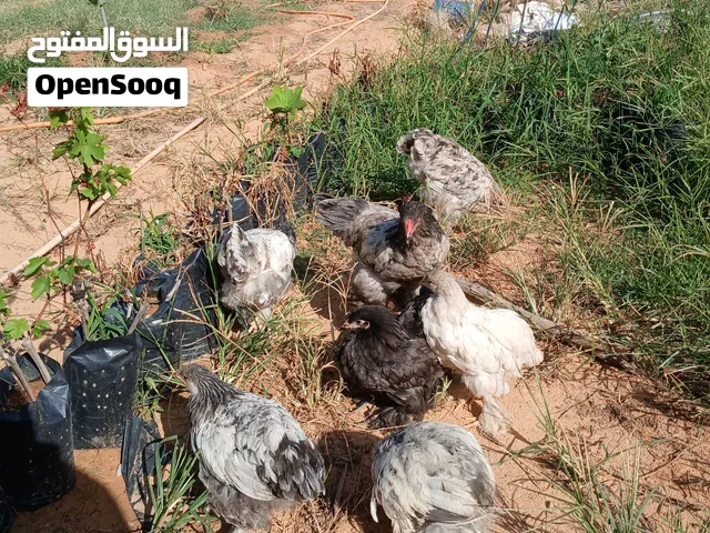 دجاج عربي وبراهما