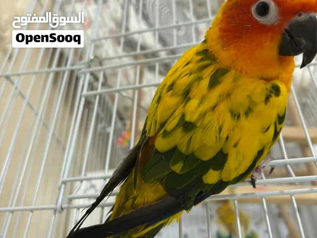 صن كنيور sun conure