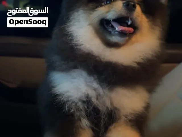 بومرينان بلااك تان