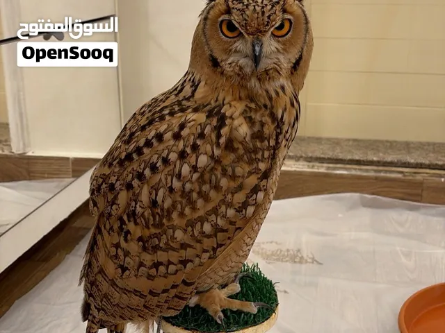 بومه للبيع