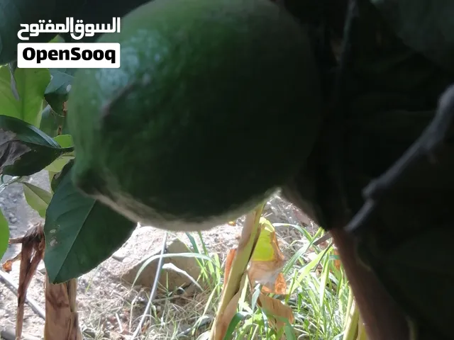 لبيع ليمون حامض بغيت بالكرتون او بالكيلو خبرني وفالك طيب ماشاء الله تبارك الرحمن الحجم