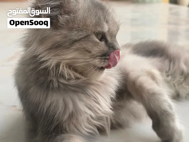 أنثى قط للبيع
