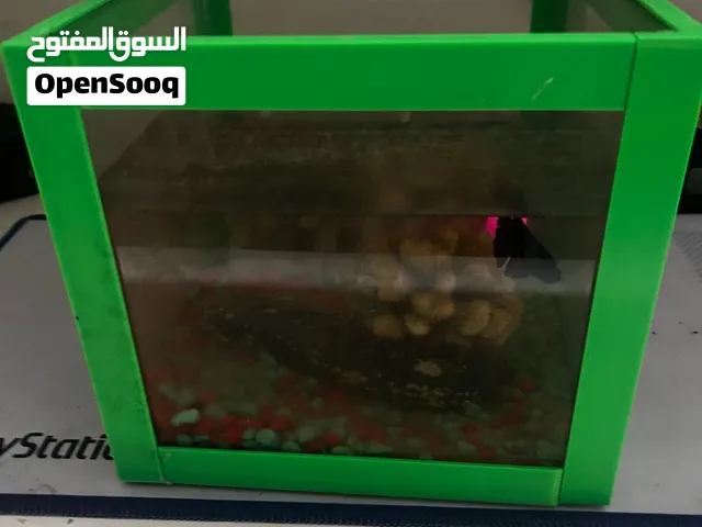Holding aquarium