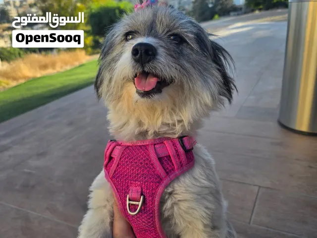 كلبة انثى ماخده جميع المطاعيم ومعقمه 4 سنوات