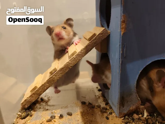 هامستر ،عرض خاص