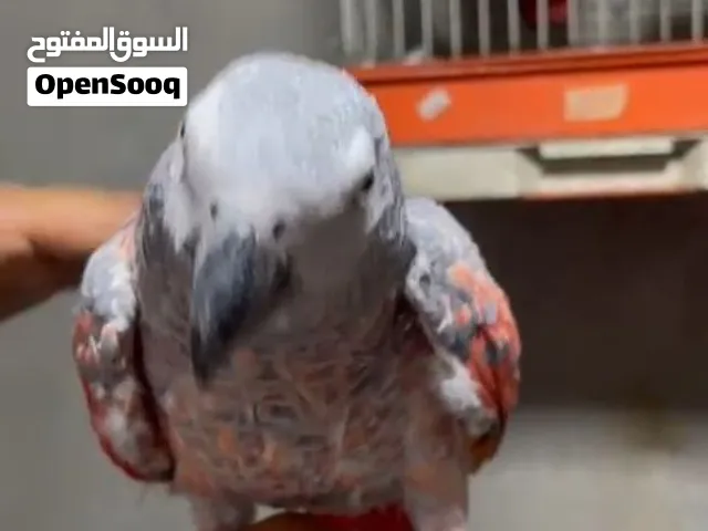 حبتين كاسكو