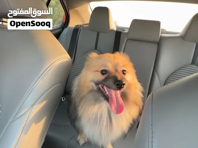 كلب بومرينيان اليييف ولعوب و