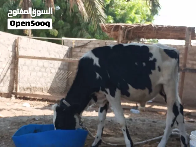 عجال العدد 2