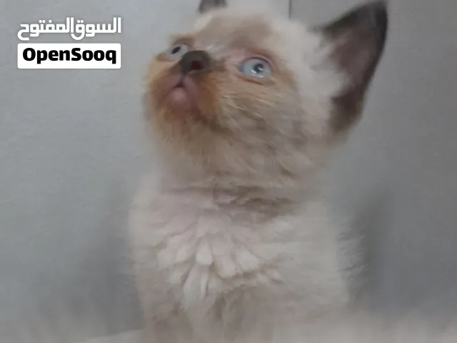 قطط بريتش سكوتش بيور Ragdoll catsبصحة جيدة تربية منزل عمر شهرين لعوبين ومتعلمين على كل شيئ