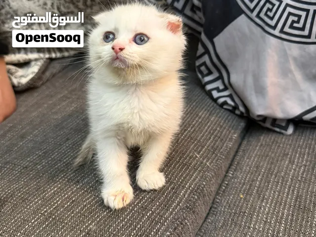 قطط برسوم وليست مجانا