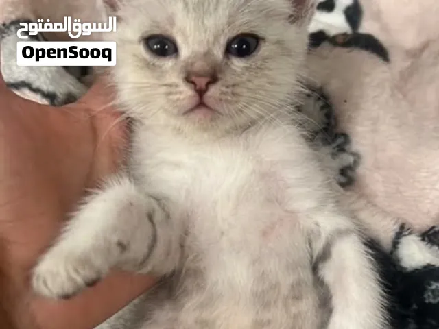قططط لللبييييع