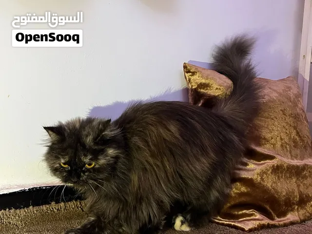 انثى ربي يبارك اقرا وصف