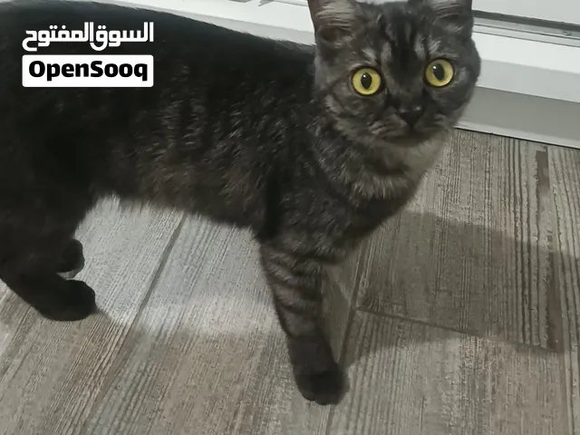بسه(قطه)بعمر 9اشهر تقريبا مكس همالايا وبريتيش للتبني