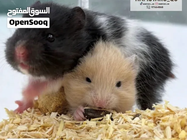 هامستر سوري Syrian Hamster