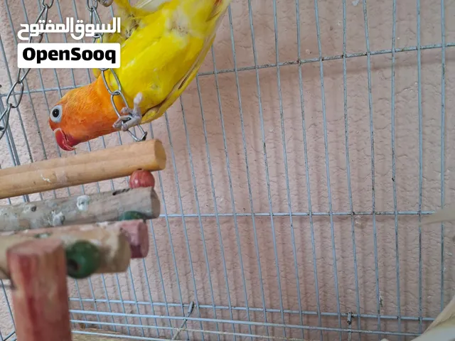 طائر الحب وبادجي للبيع ب100 درهم