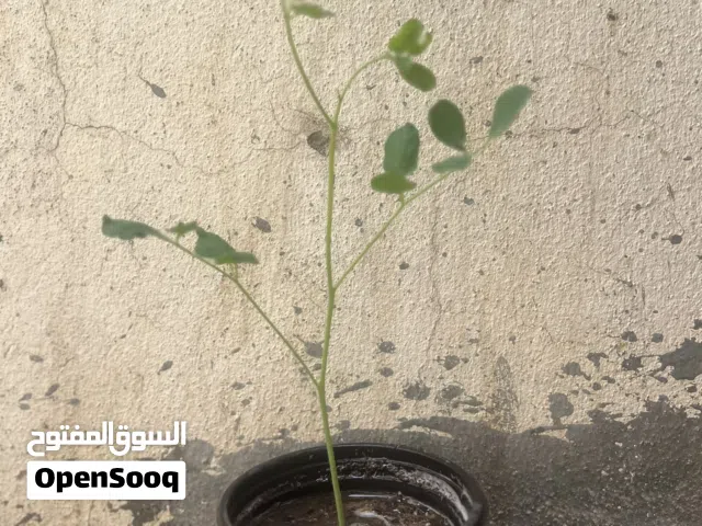 متوفر شتلات شوع