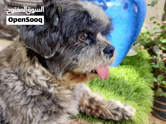 كلب شيتوز للبيع بمبلغ رمزي او التبني  يحتاج عناية بسيطه بصحه ممتازه  يحب اللعب ولطيف مع القطط