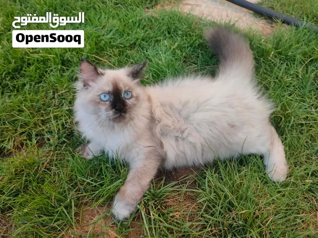 قطة انثي سيامي للبيع