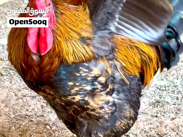 بيع عدد من الديكة مميزة من إنتاج مزرعة البيت وهي ذات ألوان جميلة وفي صحة كاملة وقوية ..