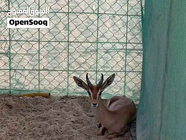 ذكر دماني بصحه ممتازه عمره 8شهور