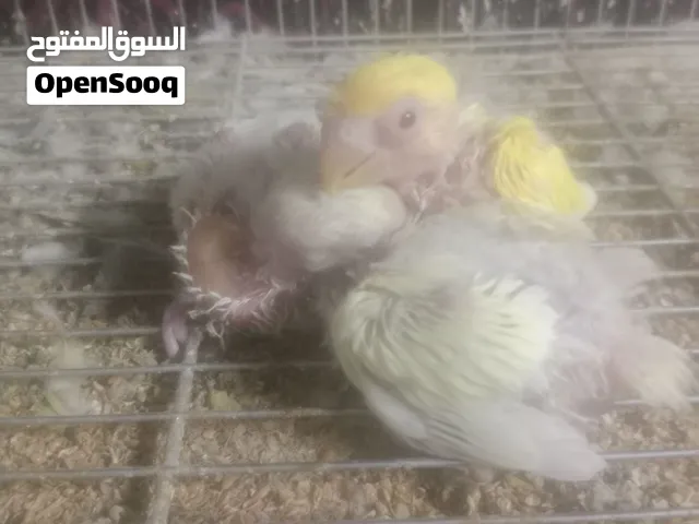 افراخ غندور زق