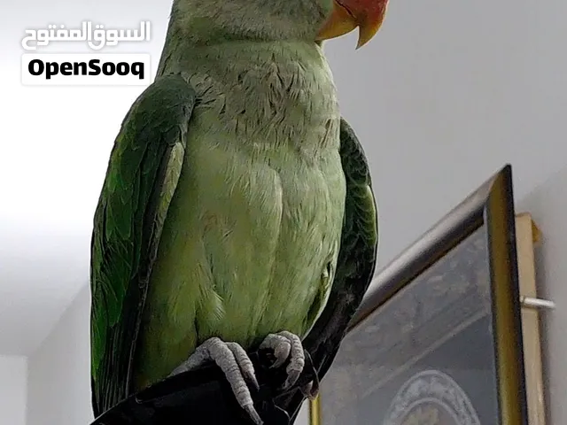 ببغاء الدرة للبيع