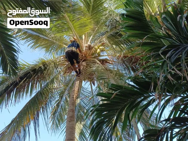 تكريب جميع انواع النخيل بجده