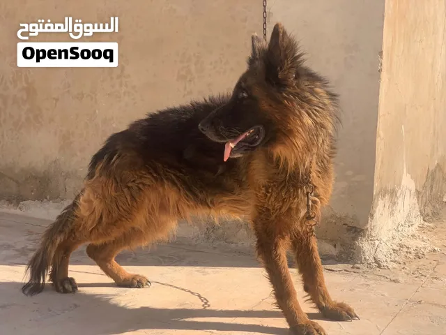 دكر جيرمن لونج هير
