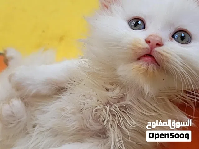 قطط شيرازي بيور
