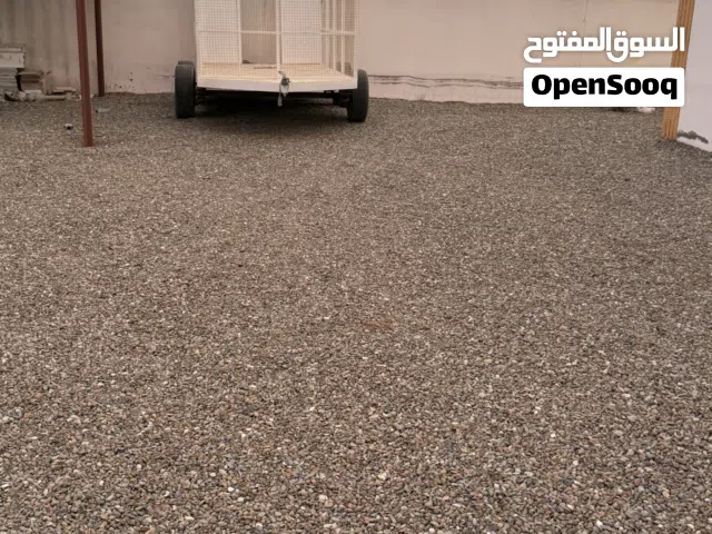 قالوصه كبيره