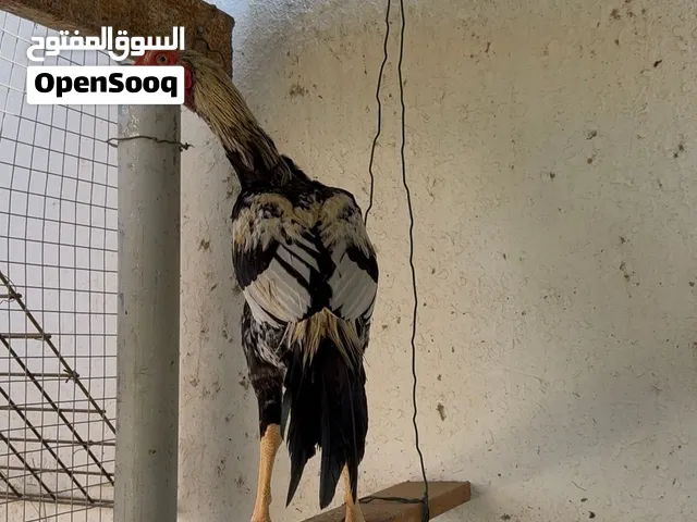 ديك ودجاجه باكستانيات