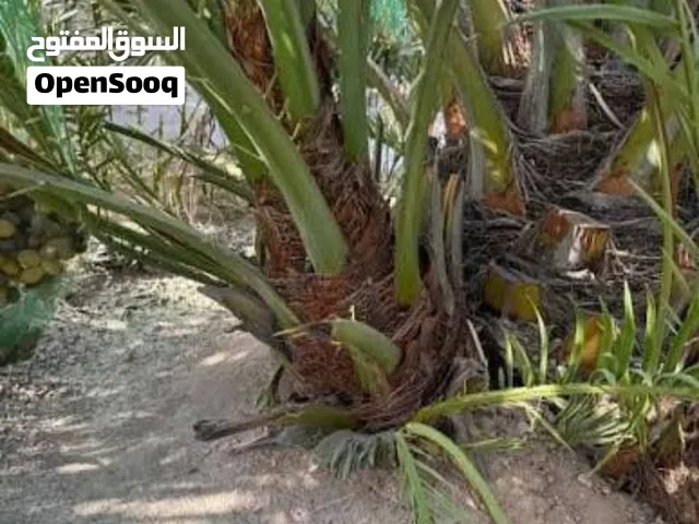 برحي حر  ابو الخصيب. تريد امايات أو فسائل. وكل انواع الآخرة موجودة. بريم . كنطار . عويد. فحل غنامي