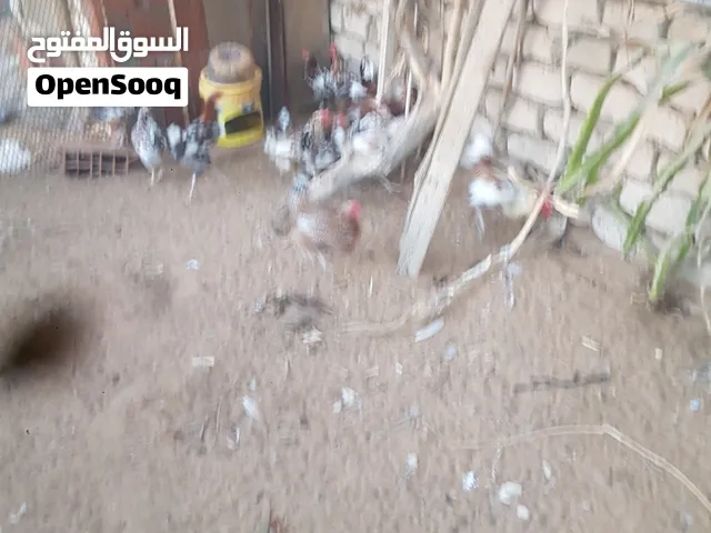 دجاج زهري تونسي