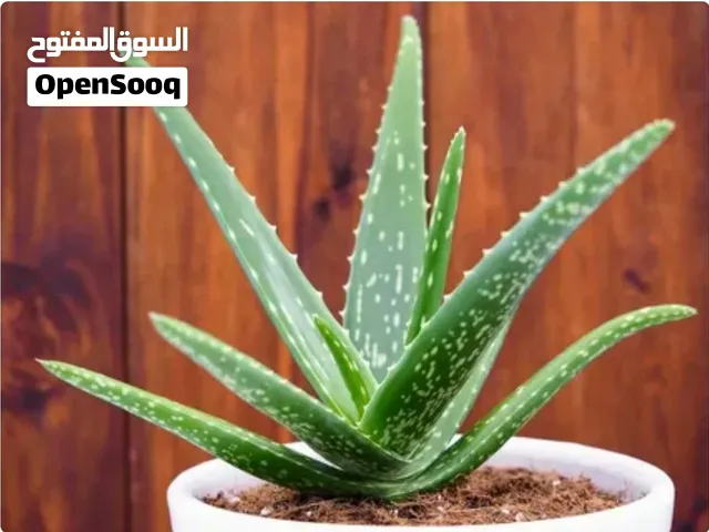 صبار اوليفيرا