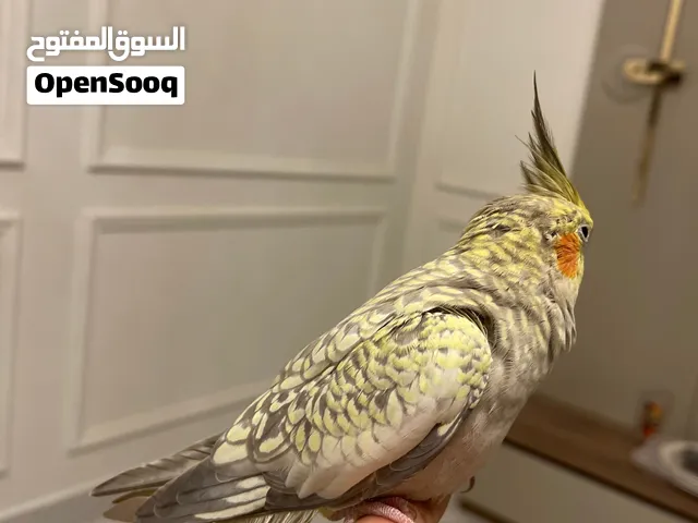 طير كوكتيل اليف صحه نشاط (بيعه سريعه لأسرع متصل)