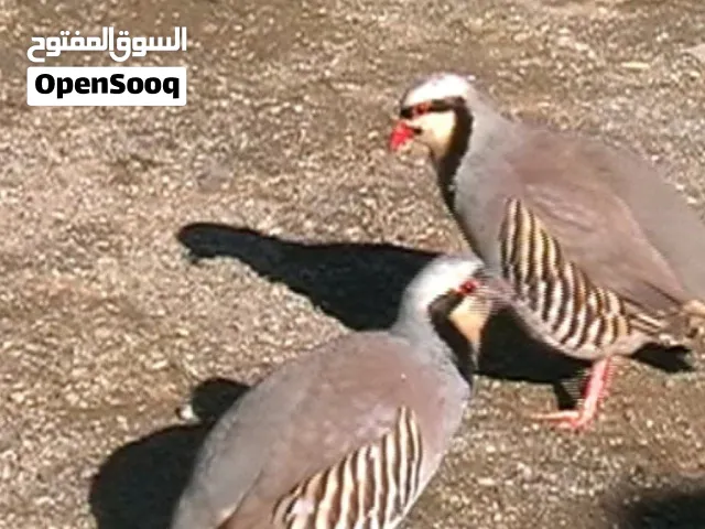للبيع عقب زوج وفارد السعر 22500