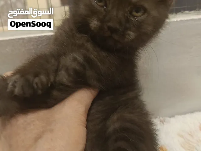 تبني القطط