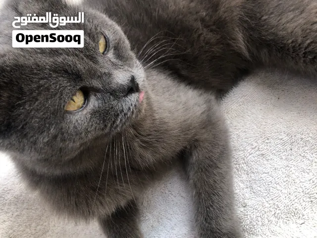 قطه شيرازي للبيع مطلوب  35  باقي التفاصيل في الخاص